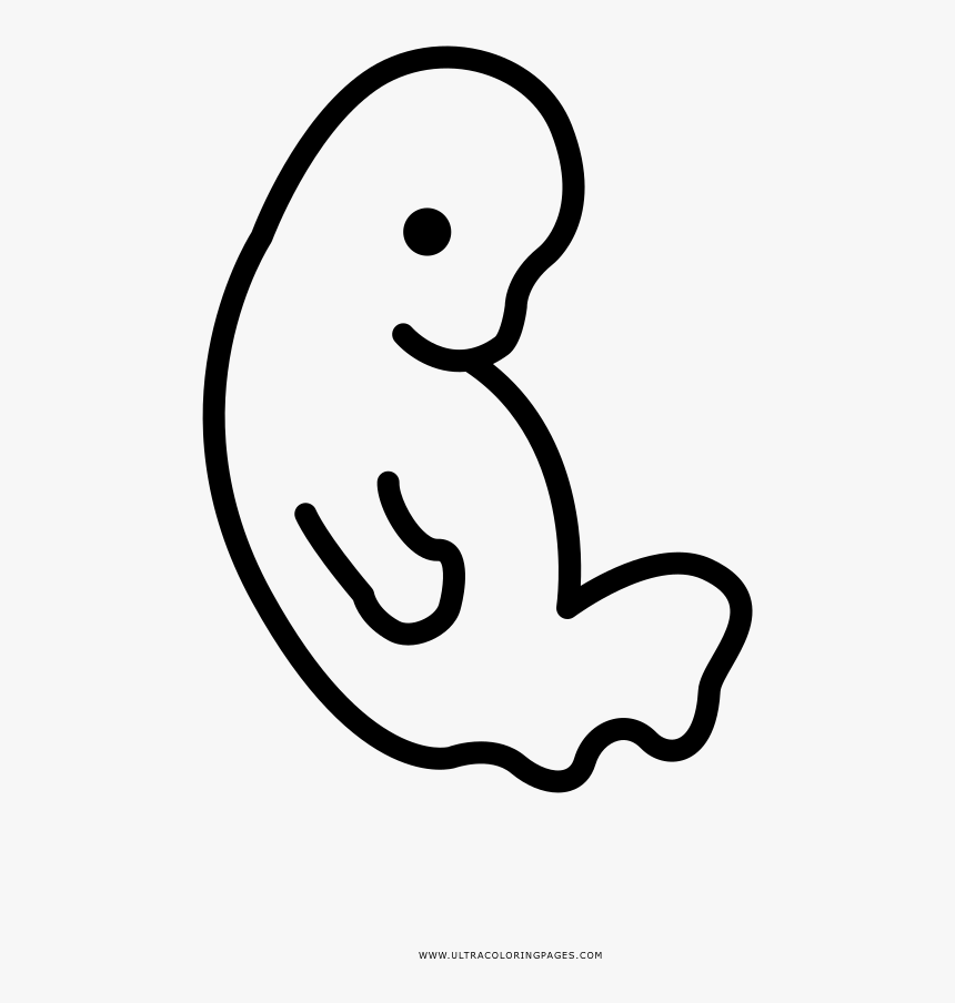 Embryo Coloring Page Line Art, HD Png Download kindpng