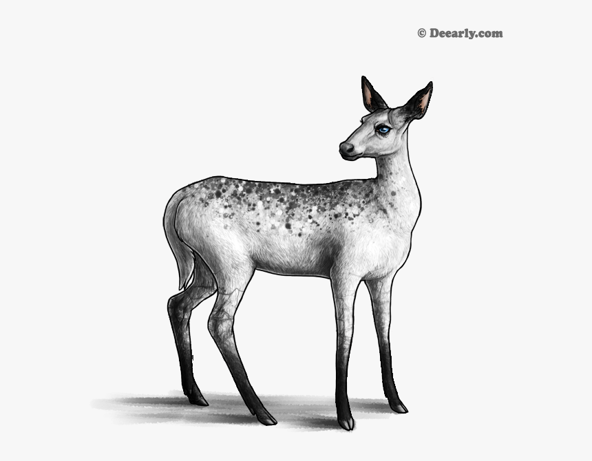 Roe Deer, HD Png Download, Free Download