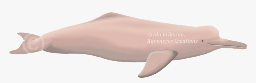 Amazon River Dolphin Png, Transparent Png, Free Download