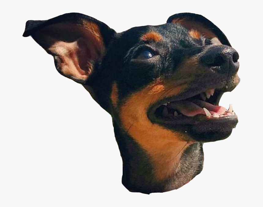 Dobermann, HD Png Download, Free Download