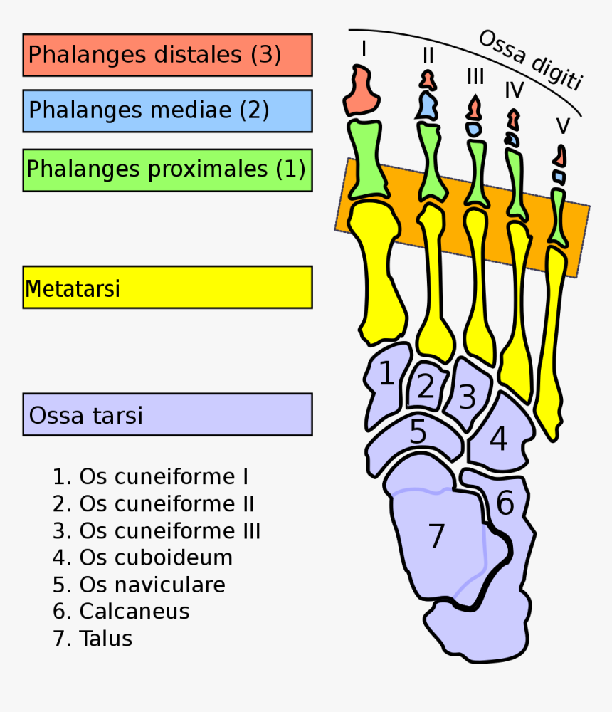 Interphalangeal Joints, HD Png Download, Free Download