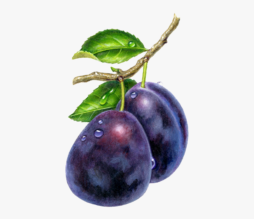 Plums Drawing, HD Png Download, Free Download