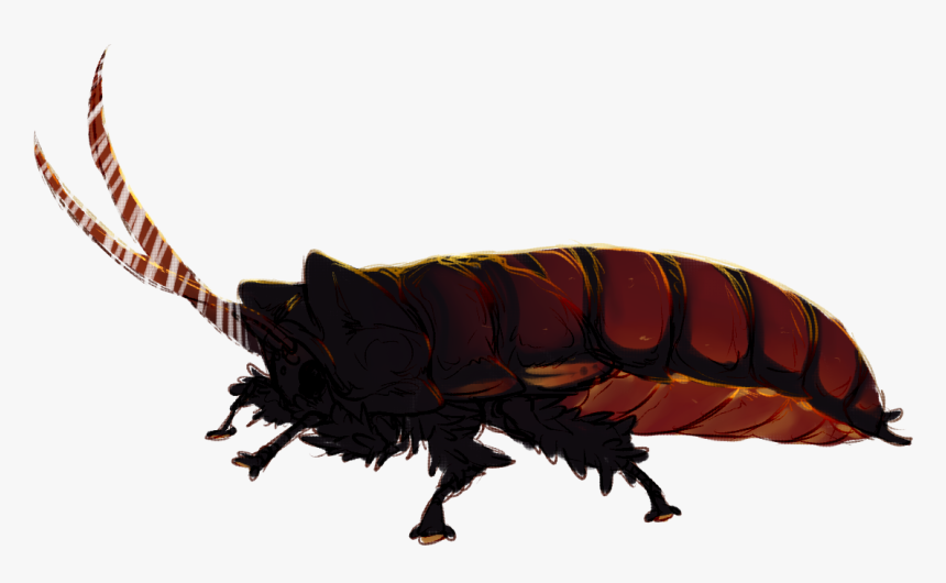 [g] A Beautiful Boy - Madagascar Hissing Cockroach, HD Png Download, Free Download