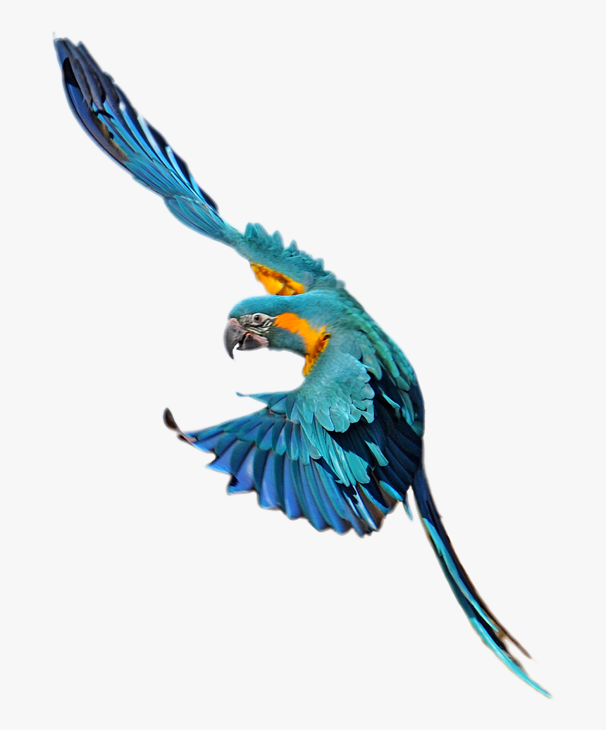 Macaw, HD Png Download, Free Download