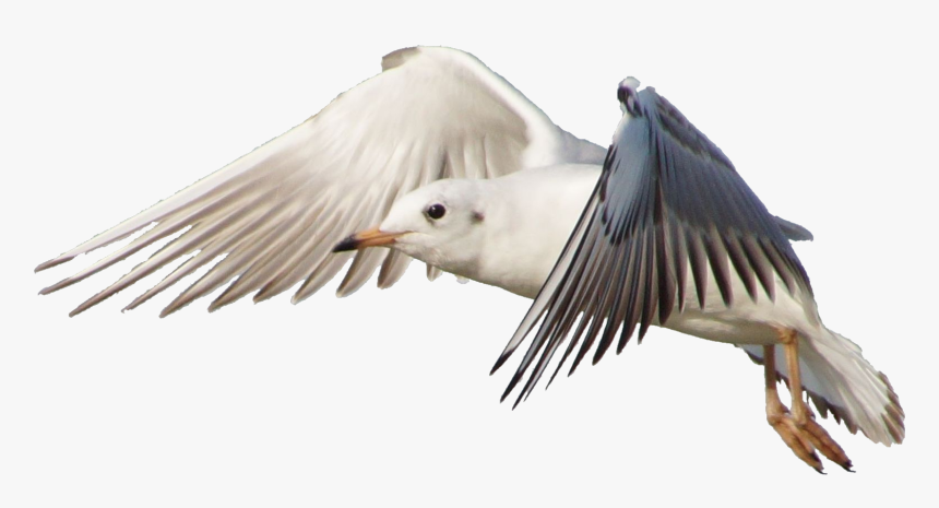 Jonathan Livingston Seagull Png - Flocks Of Seagulls Transparent Background, Png Download, Free Download