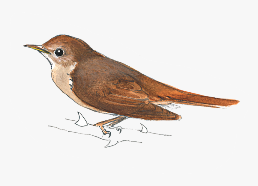 © Frank Jarvis - Carolina Wren, HD Png Download, Free Download