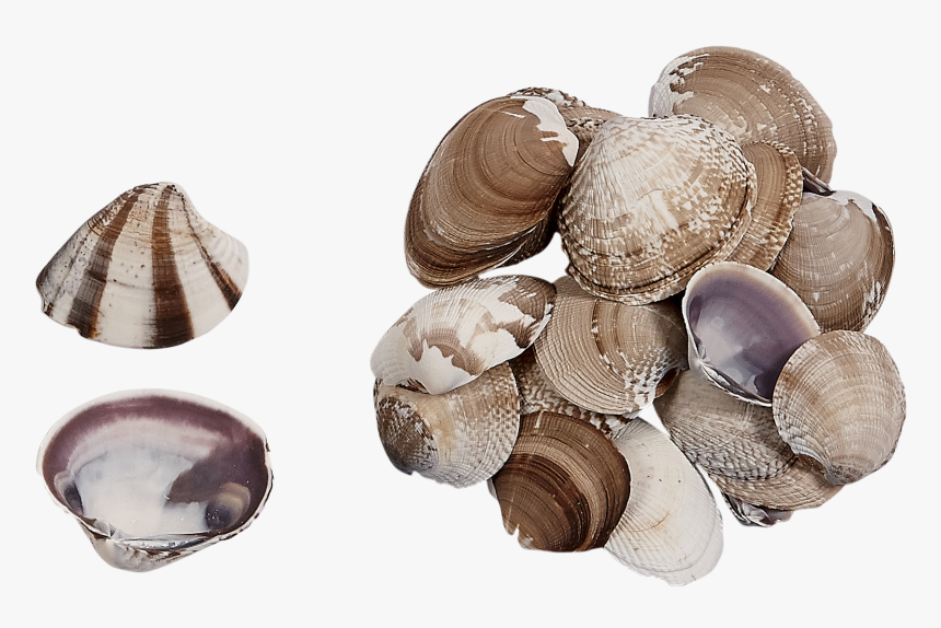 Mexican Clam Seashells - Shell, HD Png Download, Free Download