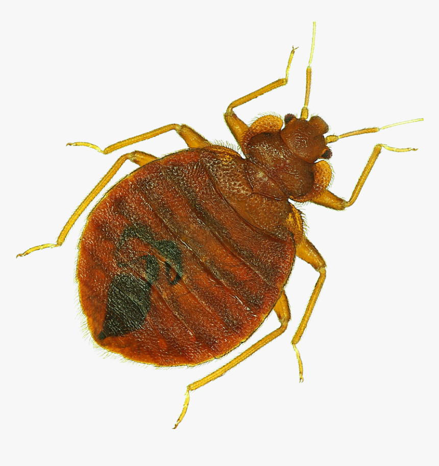 Transparent Bugs Brown - Weevil Png, Png Download, Free Download