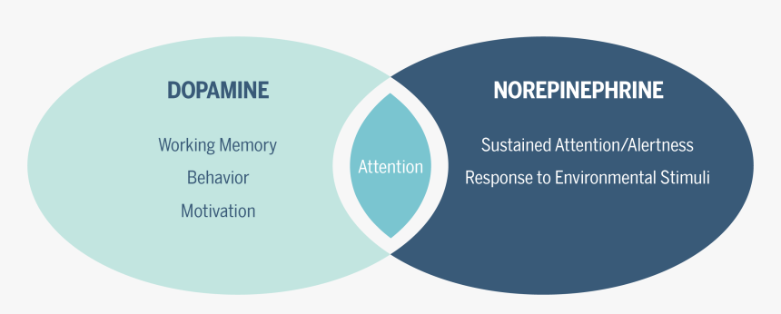 Adhd Pathophysiology And Pharmacological Treatment - Dopamine And Noradrenaline In Adhd, HD Png Download, Free Download