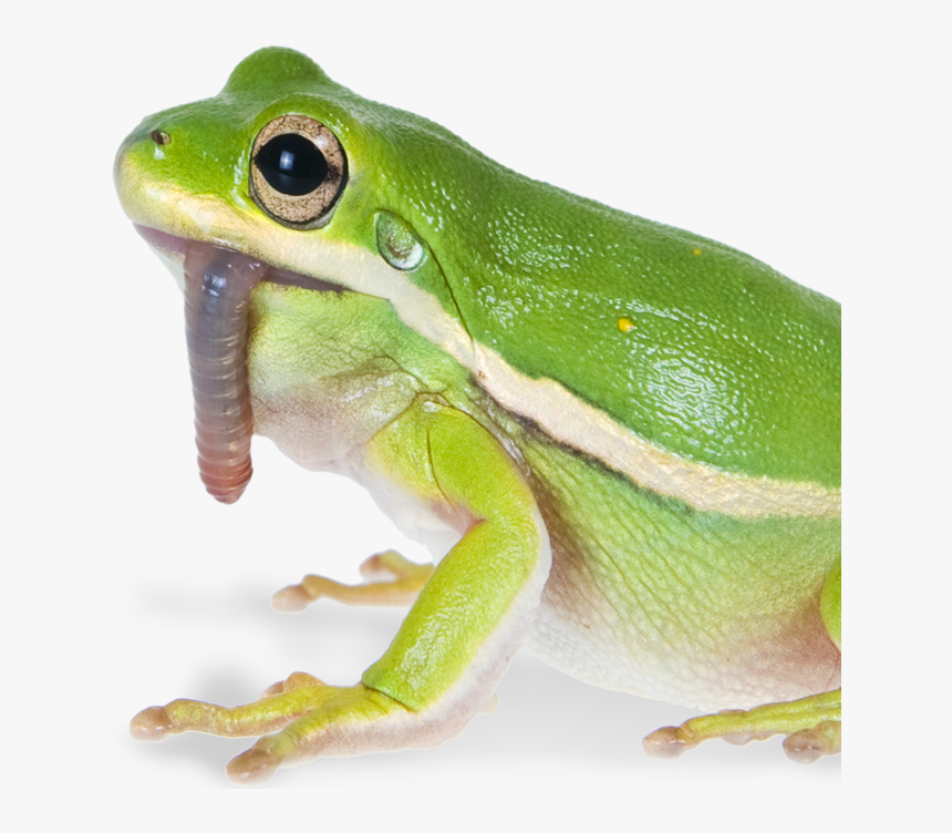 True Frog, HD Png Download, Free Download