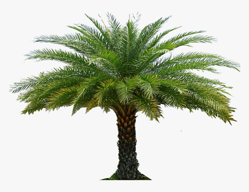 Gardens Png Palm, Transparent Png - kindpng