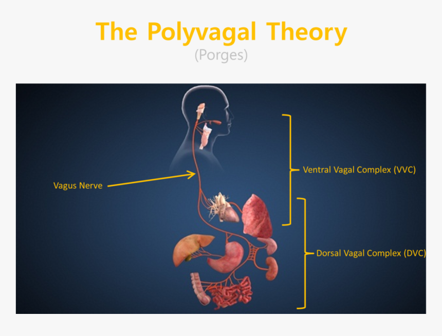 Trauma Ppt Slide 12 - Graphic Design, HD Png Download, Free Download