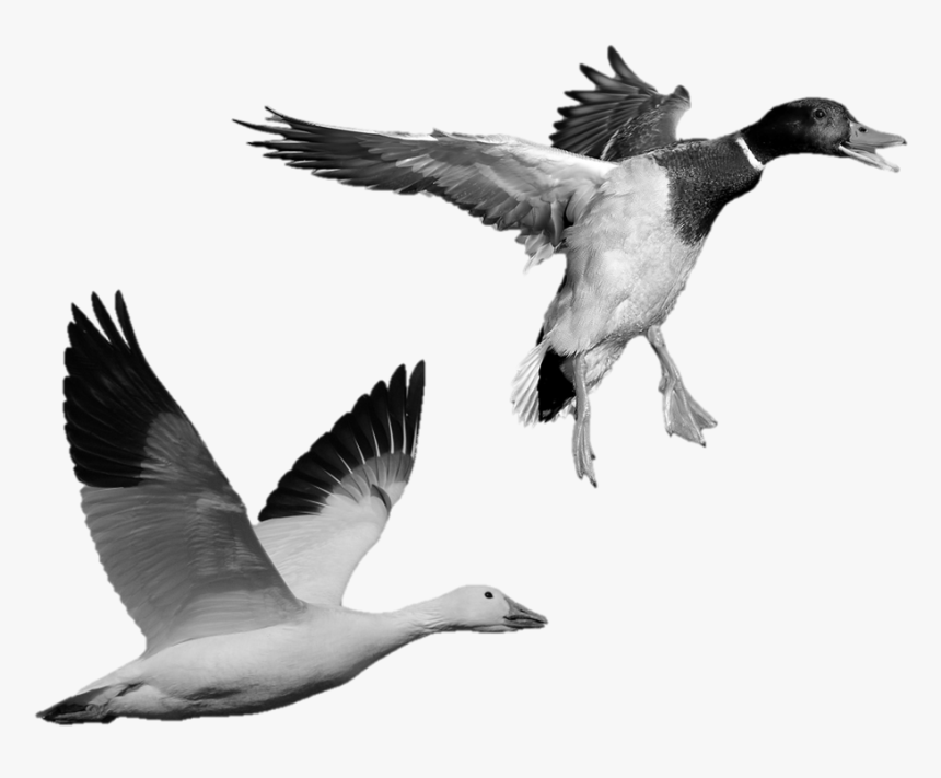 Stone Statues Of A Flying Goose And A Flying Duck - Mallard, HD Png Download, Free Download