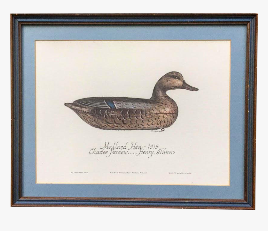 Mallard, HD Png Download, Free Download