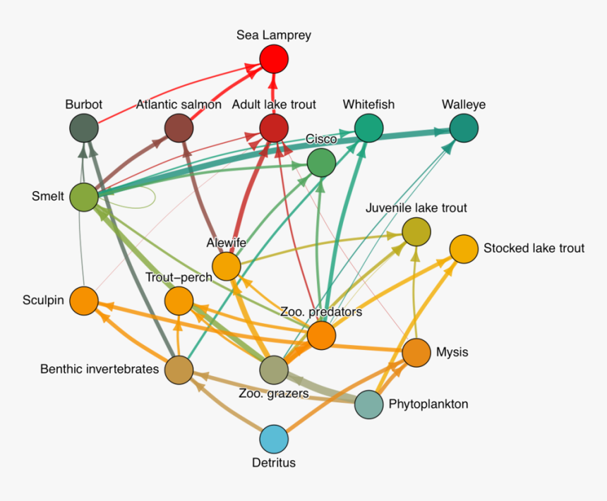 Ecopath Food Web - Circle, HD Png Download, Free Download