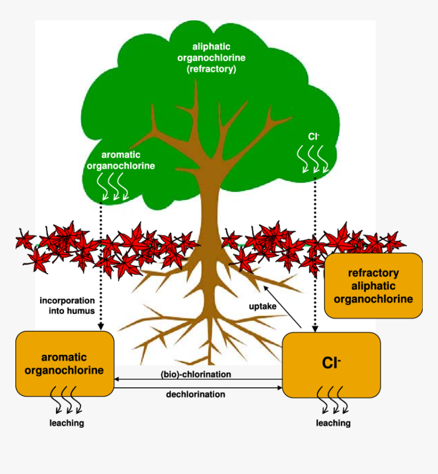 Chlorine Cycle In Soil, HD Png Download, Free Download