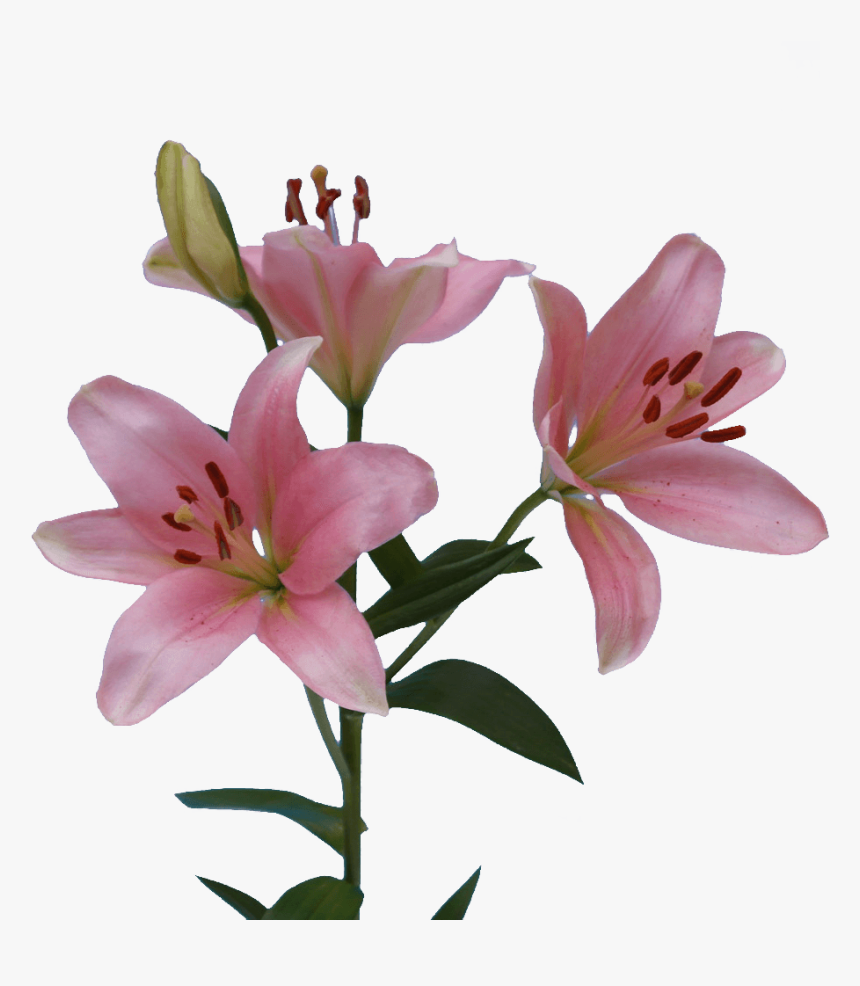 Stargazer Lily, HD Png Download, Free Download