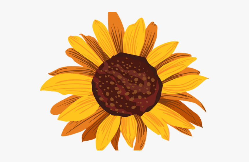 Drawing Art Common sunflower, haikyuu, aesthetics, boy png | PNGEgg