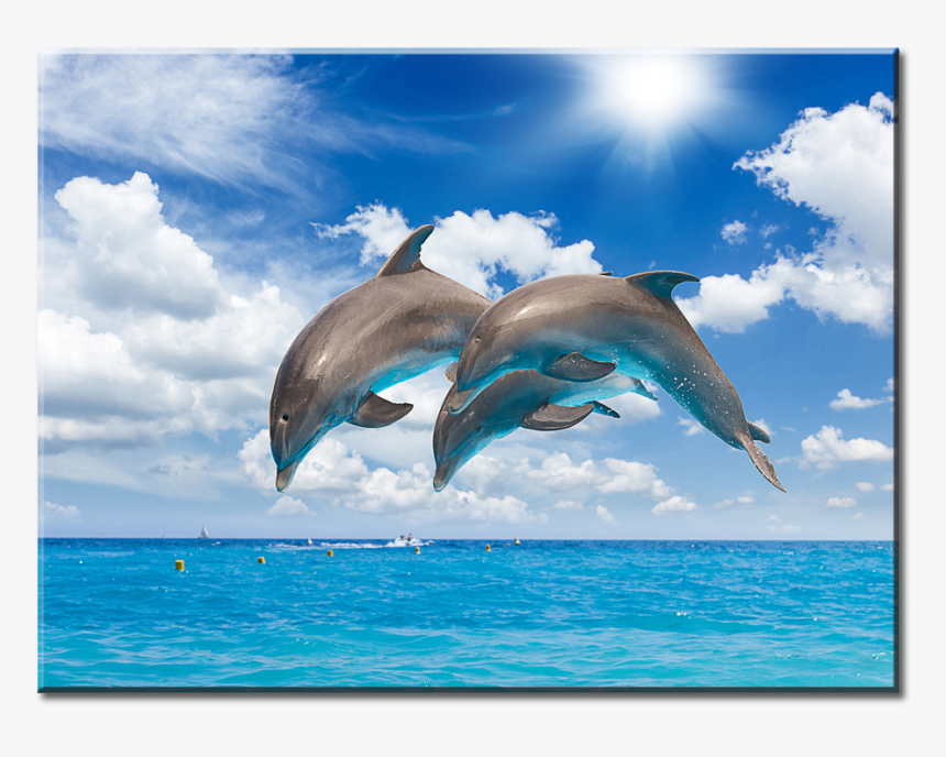 El Océano Azul Animales, HD Png Download, Free Download