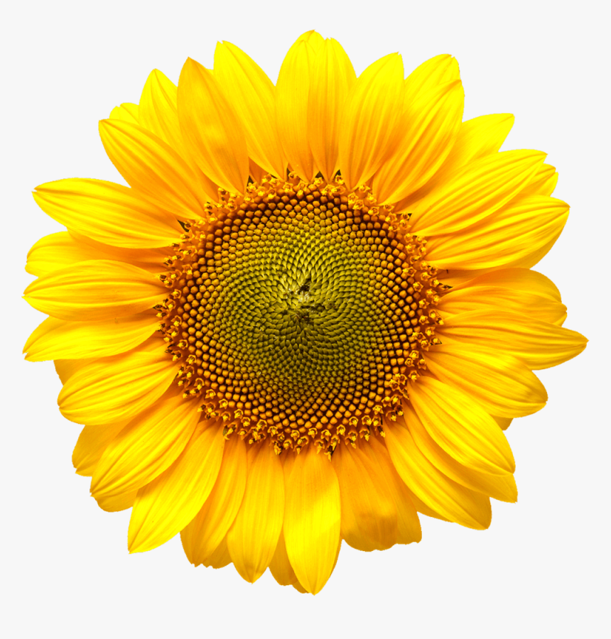 Sunflower - Hospice Uk, HD Png Download, Free Download