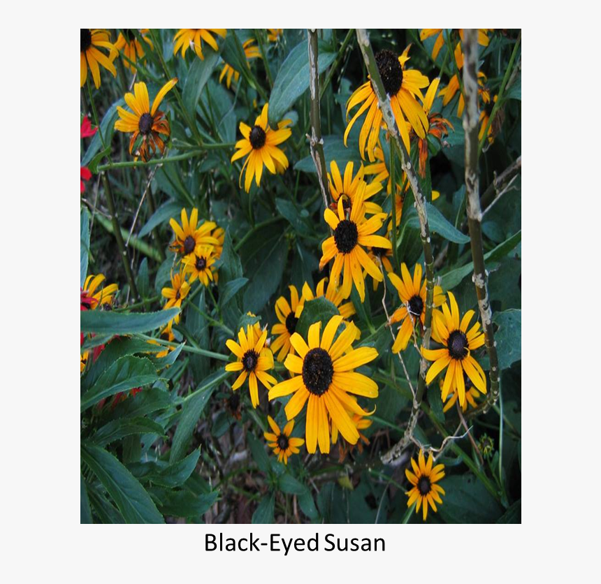 Flower - Black-eyed Susan, HD Png Download, Free Download