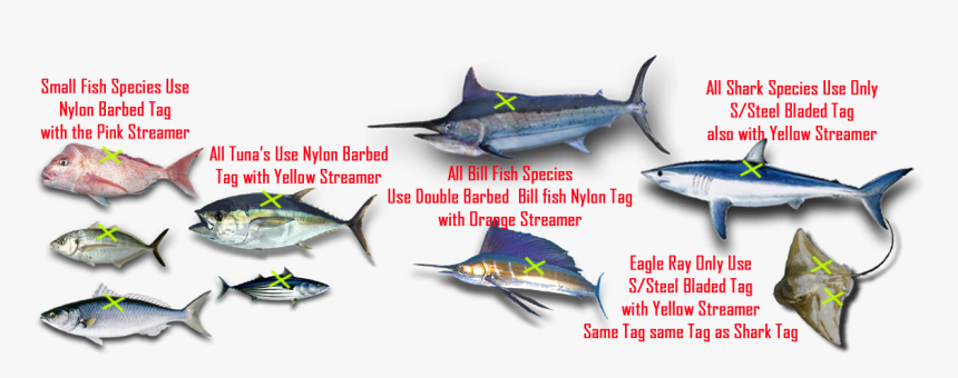 Transparent Marlin Fish Png - Eagel Ray Fish Diagram, Png Download, Free Download