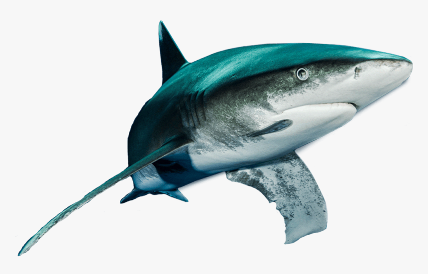 Shark Caught On A Fishing Line Png, Transparent Png, Free Download