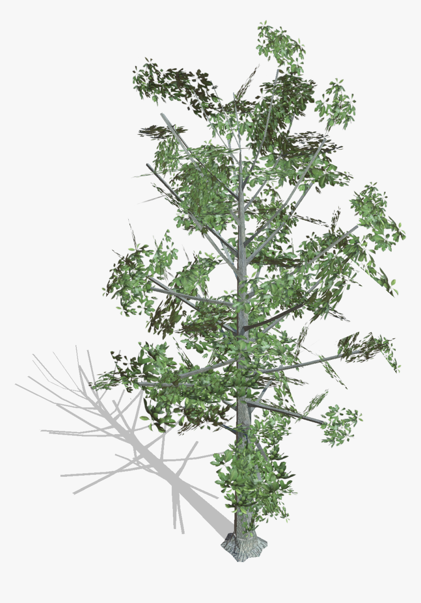 Transparent Pine Tree Branch Png - Pond Pine, Png Download, Free Download