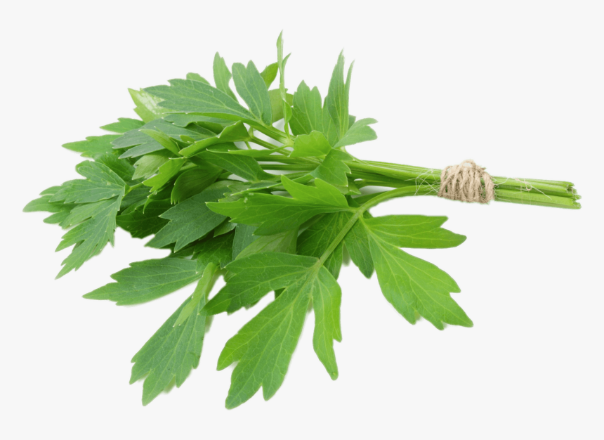 Lovage Herb - Lovage Plants, HD Png Download, Free Download