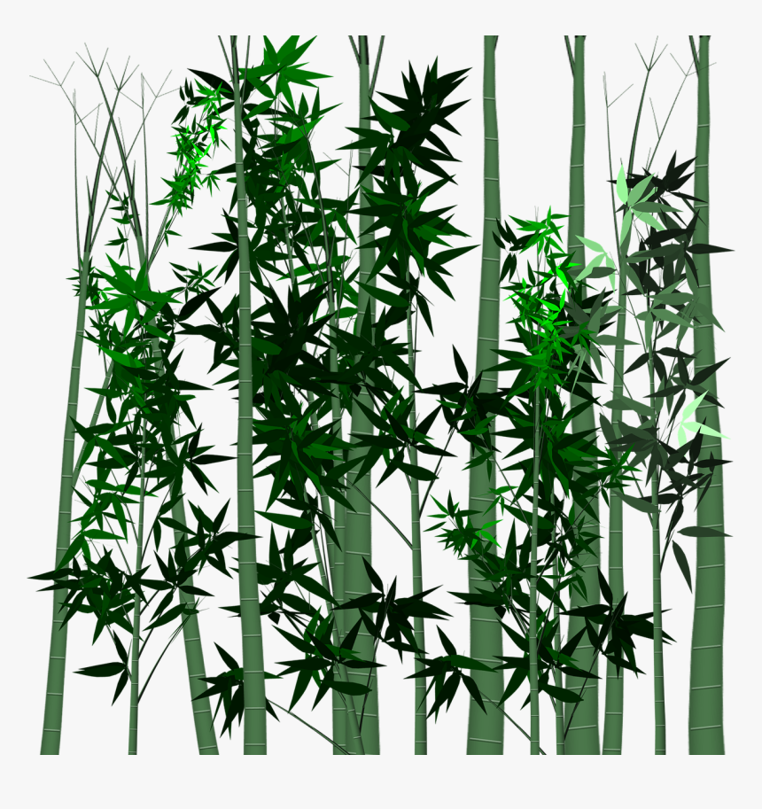 Leaf, Bamboo, Plant, Isolated, Transparent, Tree - Download, HD Png Download, Free Download