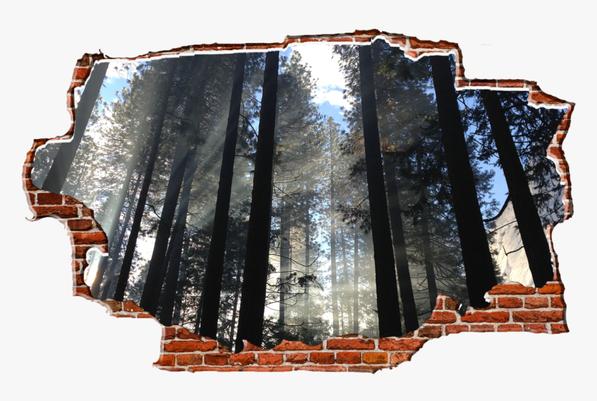 Zapwalls Decals Light Passing Through Forest Breaking - Summer Iphone Nature Wallpaper Hd, HD Png Download, Free Download