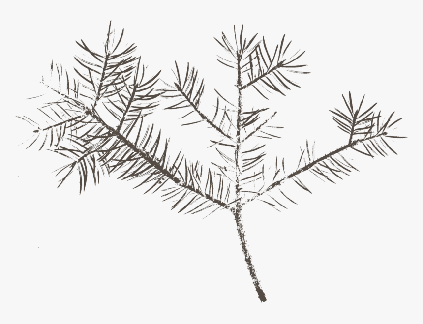 Pond Pine, HD Png Download, Free Download