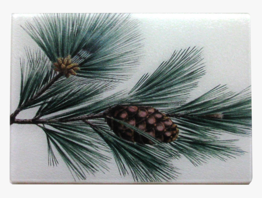 Pond Pine, HD Png Download, Free Download