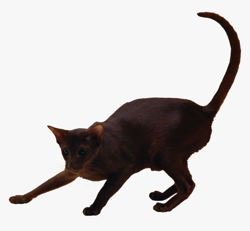 Cat Png - Cat, Transparent Png, Free Download