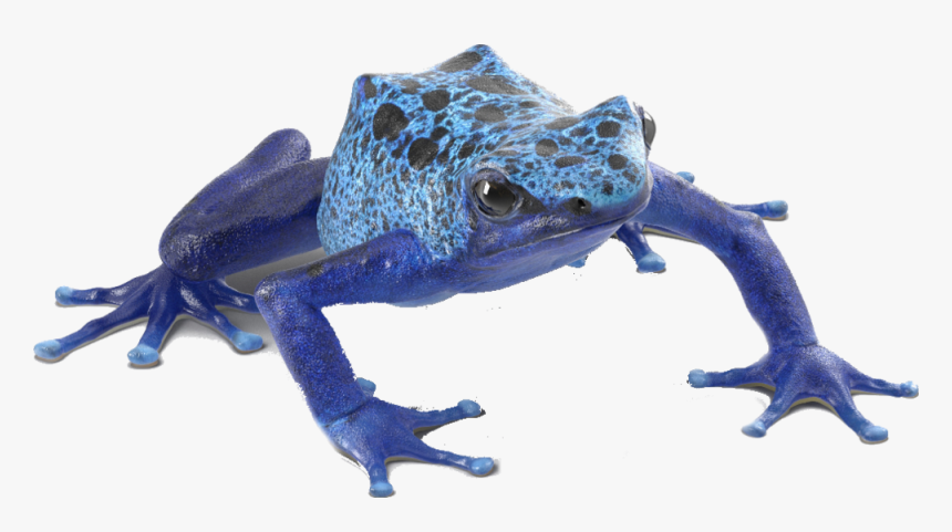 Oak Toad, HD Png Download, Free Download