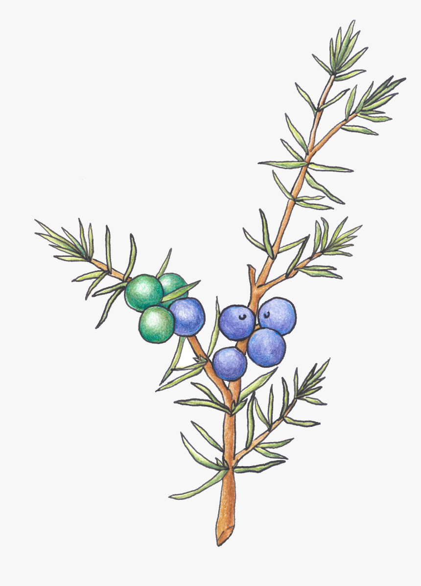 Juniper Berry, Color Pencil Clipart , Png Download - Juniper Clipart Transparent Background, Png Download, Free Download