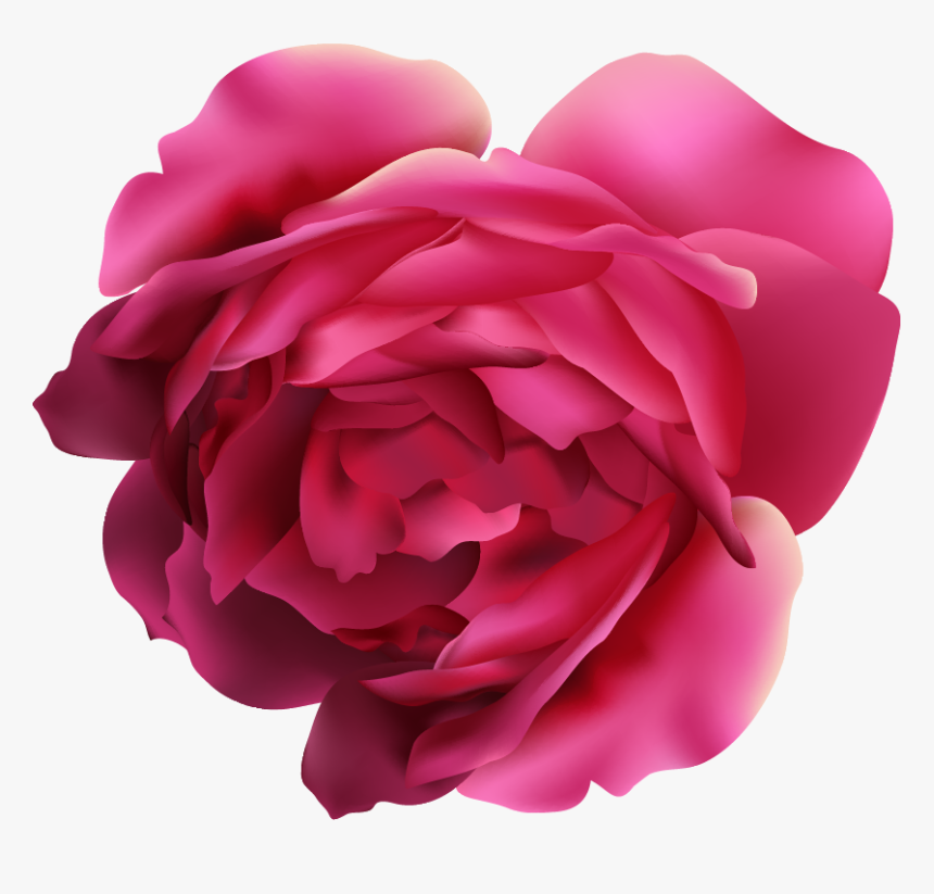 Garden Roses, HD Png Download, Free Download