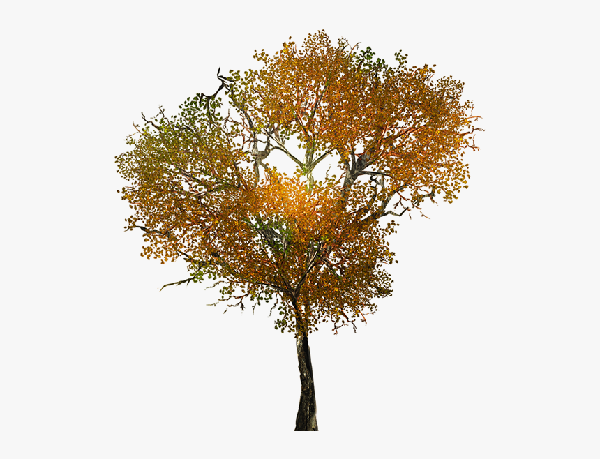 Texture For Large Leafy Branches For Tree Models - Transparent Background Autumn Tree Png, Png Download, Free Download
