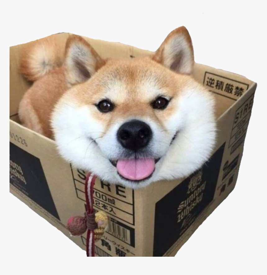 #niche #nicheclothes #nichememe #shanesushi #png #nichepng - Cute Funny Shiba Inu, Transparent Png, Free Download