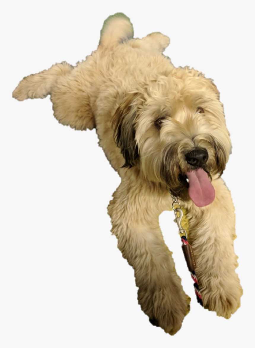 Goldendoodle, HD Png Download, Free Download