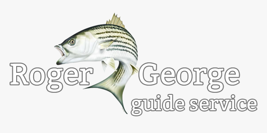 Roger George Guide Service - Pacific Sturgeon, HD Png Download, Free Download