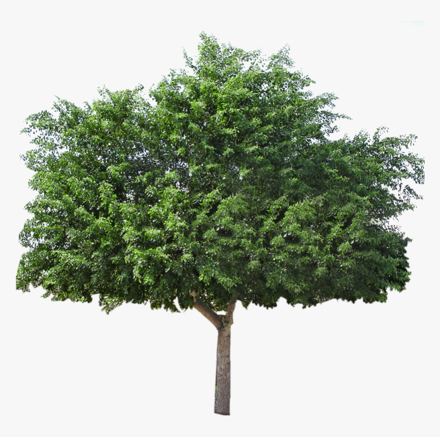 Mexican Pinyon, HD Png Download, Free Download