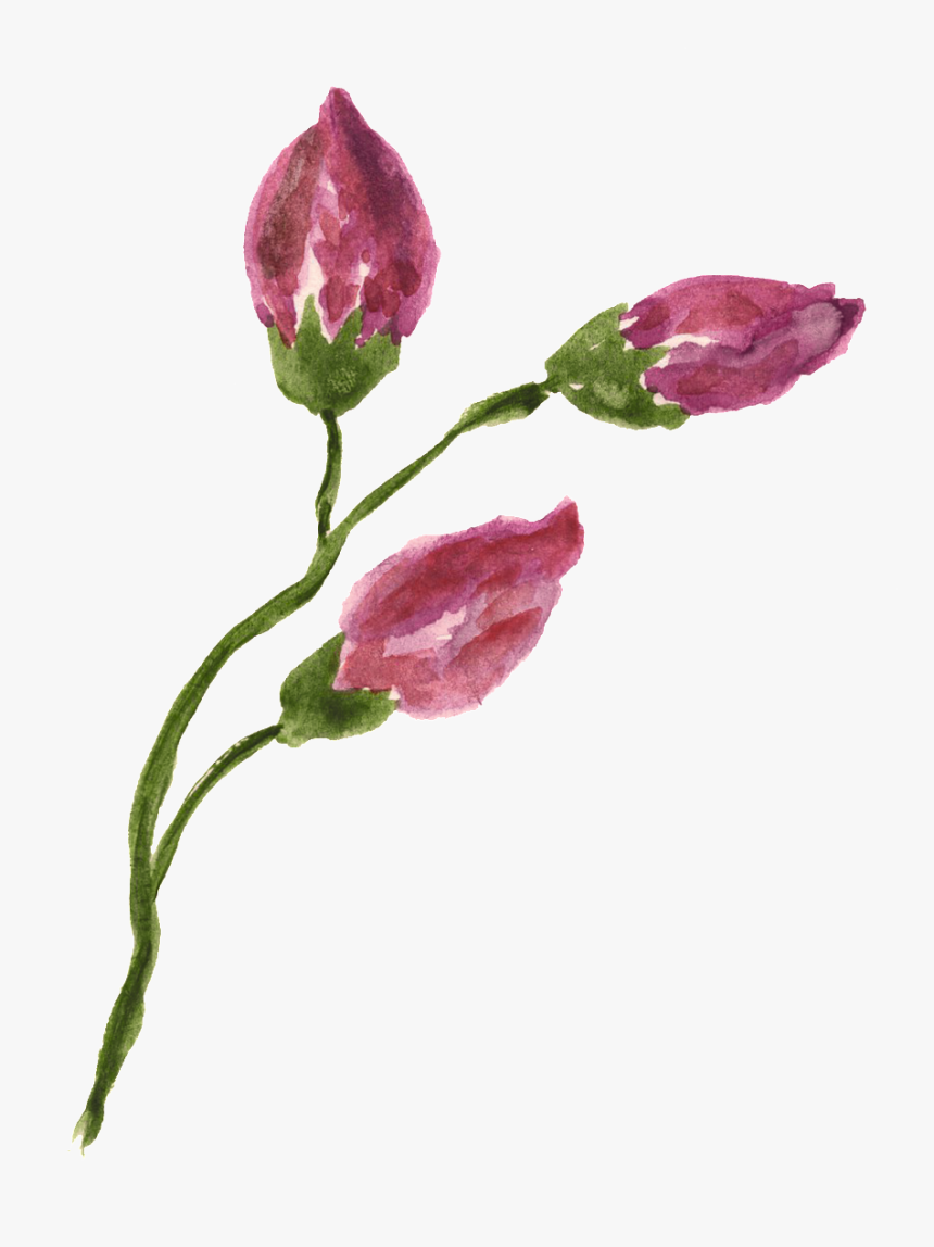 This Graphics Is Rose Flower Branch Transparent Decorative - Freesia, HD Png Download, Free Download