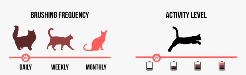 Average Size Of A Munchkin Cat, HD Png Download, Free Download