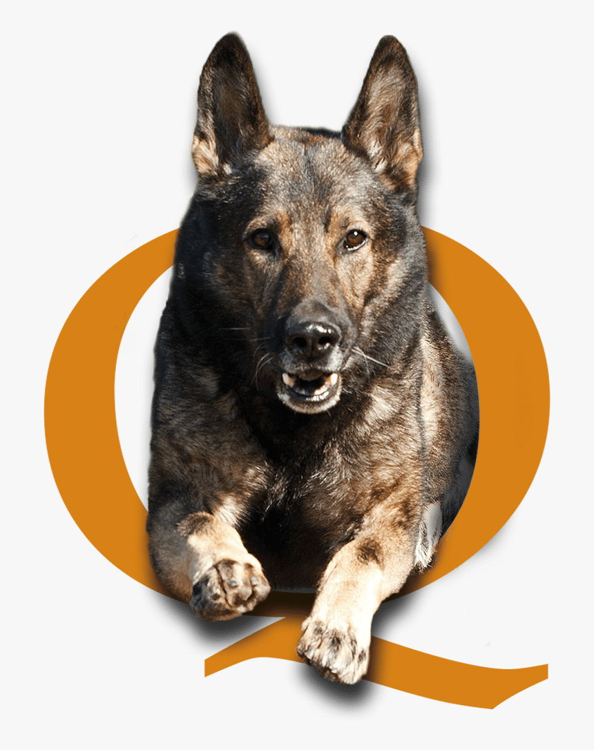 Dog Training Phoenix Scottsdale, Quality K9, Tino Reinke, - German Shepherd Training Png, Transparent Png, Free Download