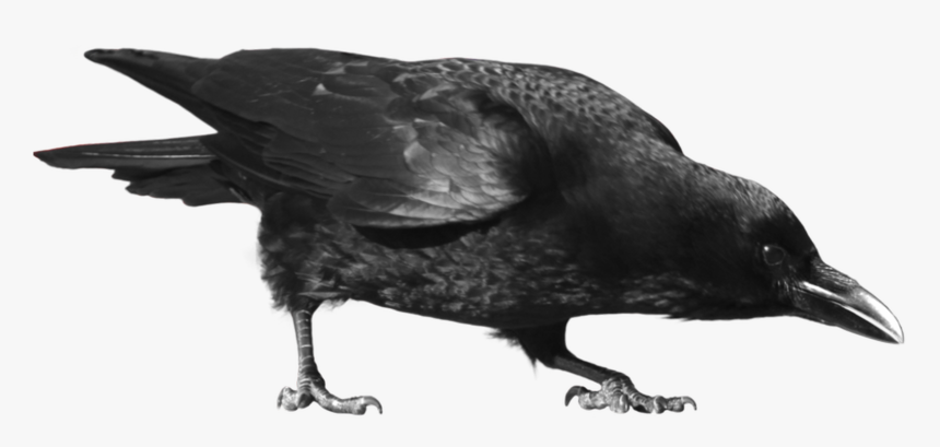 Common Raven Carrion Clip - Crow .png, Transparent Png, Free Download