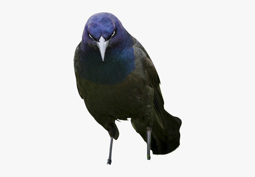 Boat Tailed Grackle, HD Png Download, Free Download