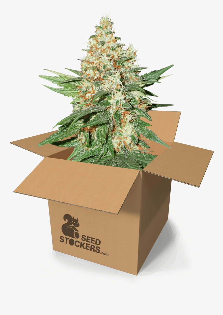 Og Kush Auto, HD Png Download, Free Download