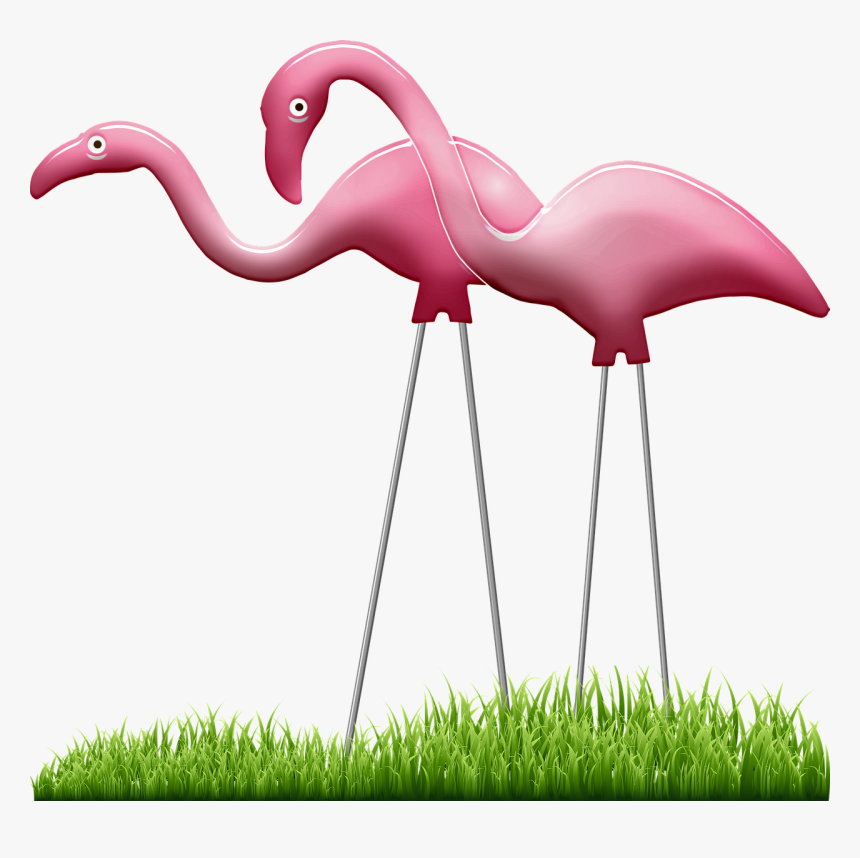 Greater Flamingo, HD Png Download, Free Download