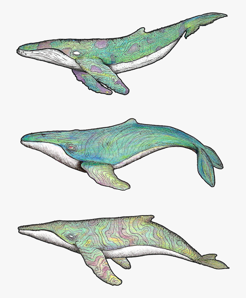 3 Whales Edit 2 - Humpback Whale, HD Png Download, Free Download